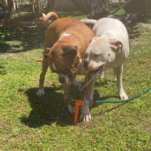 Imagem do WhatsApp de 2025-12-08 à(s) 18.31.36_a6e00180